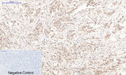BT LAB manufacturer product image