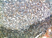 BT LAB manufacturer product image