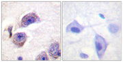 BT LAB manufacturer product image