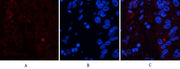 BT LAB manufacturer product image