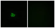 BT LAB manufacturer product image