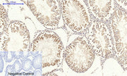 BT LAB manufacturer product image