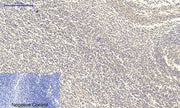 BT LAB manufacturer product image