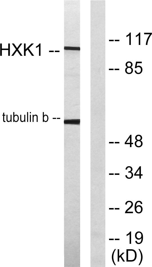 BT LAB manufacturer product image