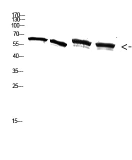 BT LAB manufacturer product image