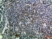 BT LAB manufacturer product image