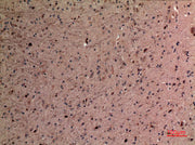 BT LAB manufacturer product image