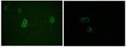 BT LAB manufacturer product image