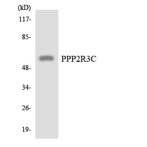 BT LAB manufacturer product image