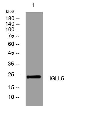 BT LAB manufacturer product image