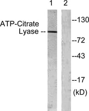 BT LAB manufacturer product image
