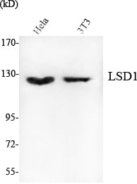 BT LAB manufacturer product image