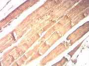 BT LAB manufacturer product image