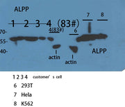BT LAB manufacturer product image