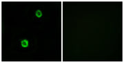 BT LAB manufacturer product image