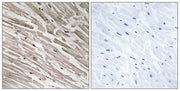 BT LAB manufacturer product image