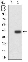 BT LAB manufacturer product image