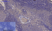 BT LAB manufacturer product image