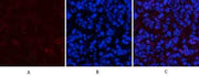 Stat1(Phospho Tyr701) Polyclonal Antibody