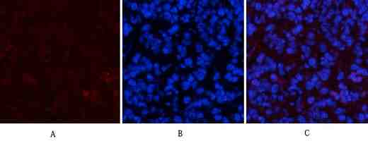 Stat1(Phospho Tyr701) Polyclonal Antibody
