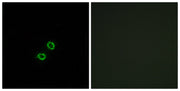BT LAB manufacturer product image