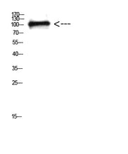 BT LAB manufacturer product image