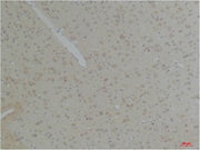 BT LAB manufacturer product image