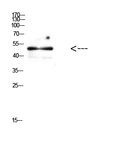 BT LAB manufacturer product image