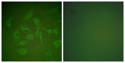 BT LAB manufacturer product image