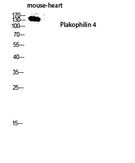 BT LAB manufacturer product image