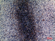 BT LAB manufacturer product image