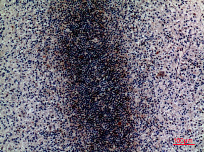 BT LAB manufacturer product image