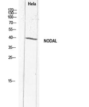 BT LAB manufacturer product image