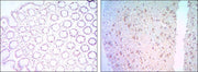 BT LAB manufacturer product image