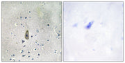 BT LAB manufacturer product image