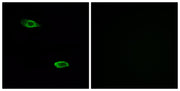 BT LAB manufacturer product image
