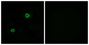 BT LAB manufacturer product image