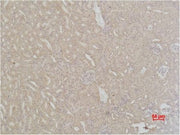 BT LAB manufacturer product image