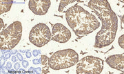 BT LAB manufacturer product image