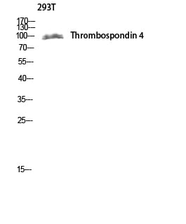 BT LAB manufacturer product image