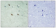 BT LAB manufacturer product image