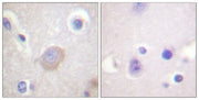 BT LAB manufacturer product image