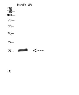 BT LAB manufacturer product image