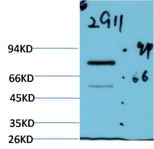 BT LAB manufacturer product image