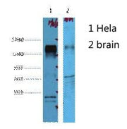 BT LAB manufacturer product image