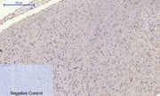 BT LAB manufacturer product image