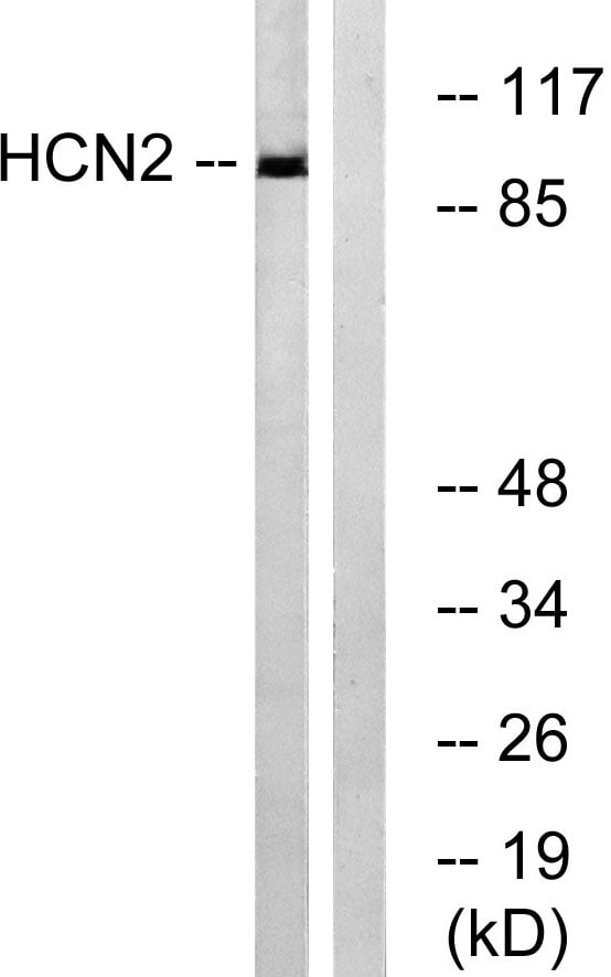 BT LAB manufacturer product image
