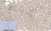 BT LAB manufacturer product image