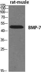 BT LAB manufacturer product image