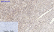 BT LAB manufacturer product image